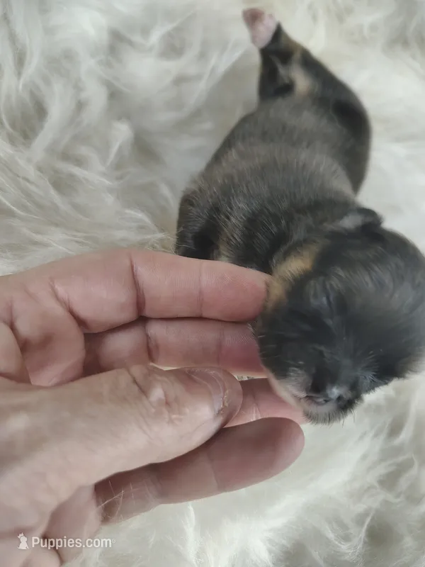 Joey  – Peek-A-Pom puppy for sale in Andrews, SC
