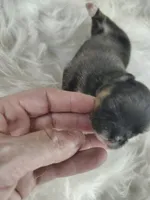 Joey , a male Peek-A-Pom for sale in Andrews, SC – 1 of 4