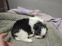 Anna, a female Peek-A-Pom for sale in Andrews, SC – Photo 4 of 4