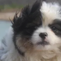 Anna, a female Peek-A-Pom for sale in Andrews, SC – Photo 2 of 5