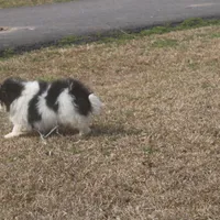 Anna, a female Peek-A-Pom for sale in Andrews, SC – Photo 5 of 5