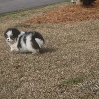 Anna, a female Peek-A-Pom for sale in Andrews, SC – Photo 4 of 5