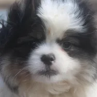 Anna, a female Peek-A-Pom for sale in Andrews, SC – Photo 3 of 5