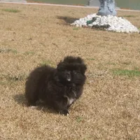Zoey , a female Peek-A-Pom for sale in Andrews, SC – Photo 4 of 4