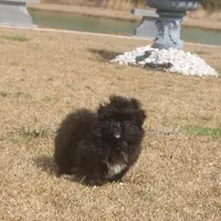 Zoey , a female Peek-A-Pom for sale in Andrews, SC – Photo 1 of 4