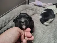 Zoey , a female Peek-A-Pom for sale in Andrews, SC – Photo 2 of 4