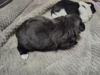 Zoey , a female Peek-A-Pom for sale in Andrews, SC – Photo 4 of 4