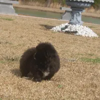 Zoey , a female Peek-A-Pom for sale in Andrews, SC – Photo 3 of 4