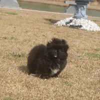 Zoey , a female Peek-A-Pom for sale in Andrews, SC – Photo 2 of 4