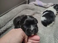 Zoey , a female Peek-A-Pom for sale in Andrews, SC – Photo 1 of 4
