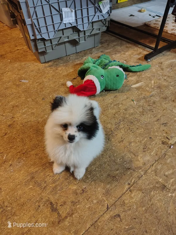 Van'Go  – Pomeranian puppy for sale in Andrews, SC