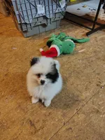 Van'Go , a male Pomeranian for sale in Andrews, SC – 1 of 1