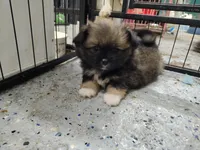 Joey , a male Peek-A-Pom for sale in Andrews, SC – 3 of 3