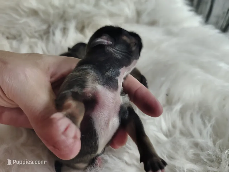 Zack – Peek-A-Pom puppy for sale in Andrews, SC