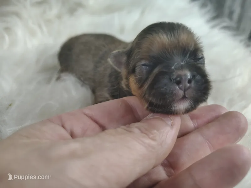 TJ – Peek-A-Pom puppy for sale in Andrews, SC