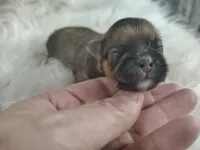 TJ, a male Peek-A-Pom for sale in Andrews, SC – 1 of 4