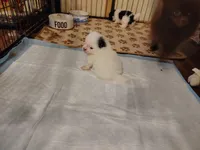 processed/1f6367ee-2e5e-472e-879c-d86d736416b5/listing/c638982b-37a5-4723-8399-a258387fbb35/554ae1fd-f9b5-456a-8810-ab069f30fc66