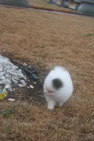 Spot , a male Pomeranian for sale in Andrews, SC – Photo 4 of 5