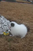 Spot , a male Pomeranian for sale in Andrews, SC – Photo 2 of 5