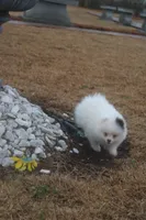 Spot , a male Pomeranian for sale in Andrews, SC – Photo 3 of 5