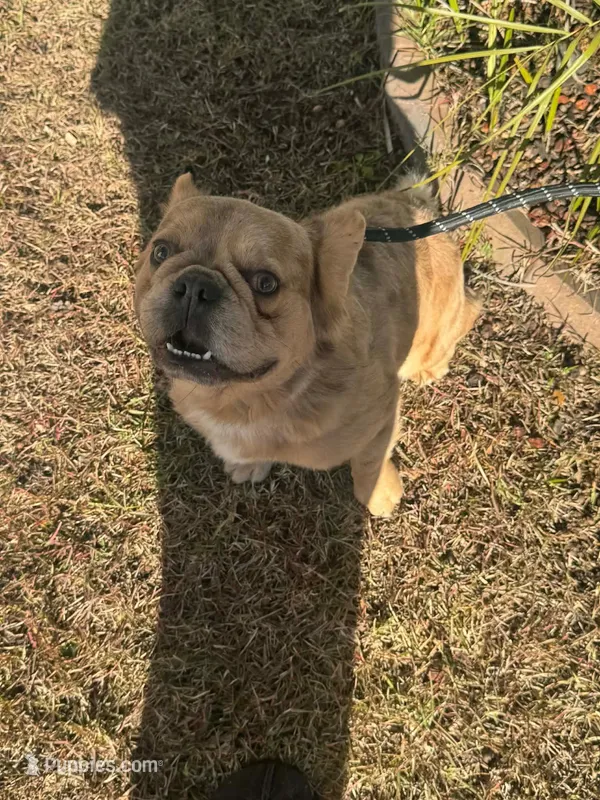 Zack AKC - Fluffy, a male French Bulldog for sale in Andrews, SC – Photo 1 of 1
