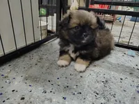 Joey , a male Peek-A-Pom for sale in Andrews, SC – 2 of 3