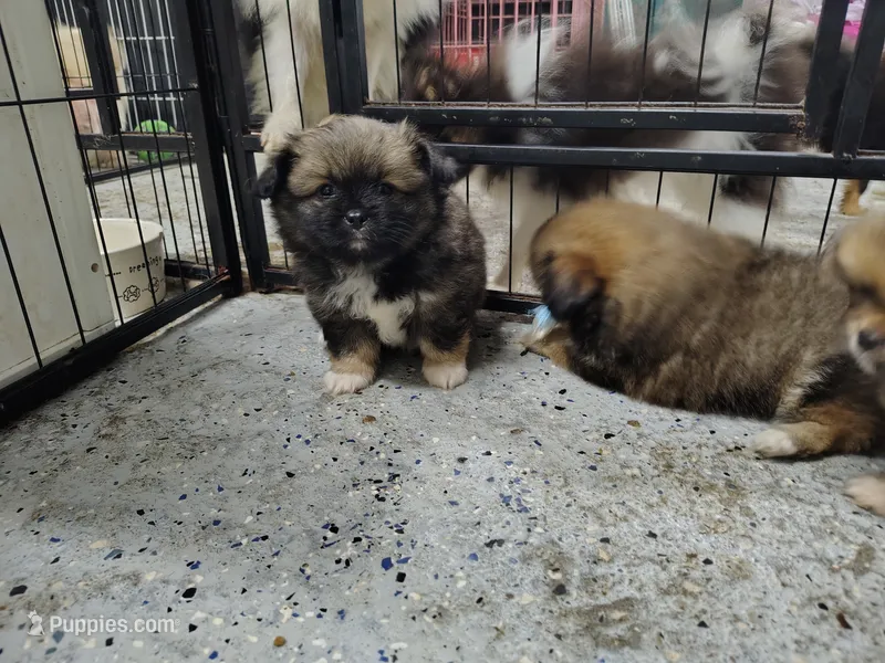 Joey  – Peek-A-Pom puppy for sale in Andrews, SC