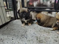 Joey , a male Peek-A-Pom for sale in Andrews, SC – 1 of 3