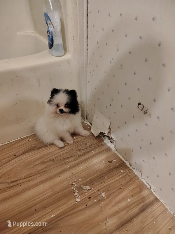 Art  – Pomeranian puppy for sale in Andrews, SC