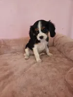 Blackberry, a female Cavalier King Charles Spaniel for sale in Syracuse, NY – 2 of 3