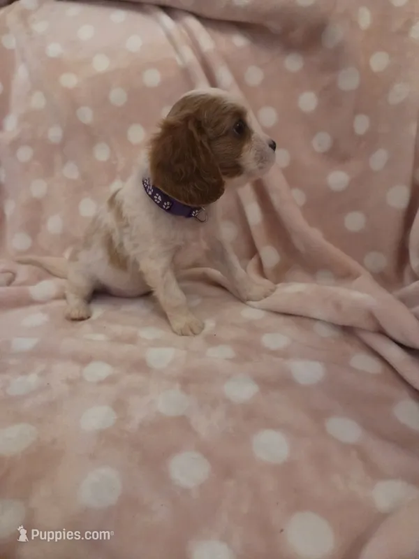 Dragon fruit – Cavalier King Charles Spaniel puppy for sale in Syracuse, NY