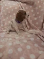 Dragon fruit, a female Cavalier King Charles Spaniel for sale in Syracuse, NY – 1 of 4