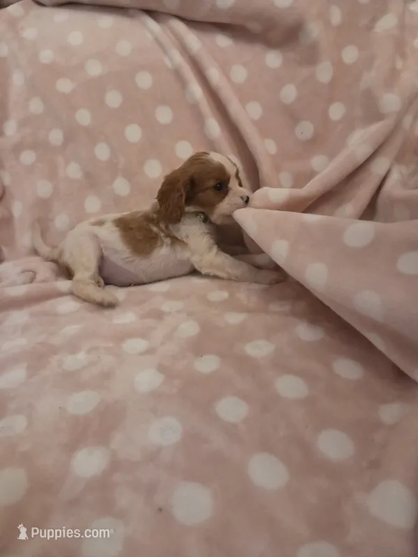 Green Bean – Cavalier King Charles Spaniel puppy for sale in Syracuse, NY