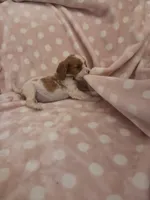 Green Bean, a male Cavalier King Charles Spaniel for sale in Syracuse, NY – 1 of 4