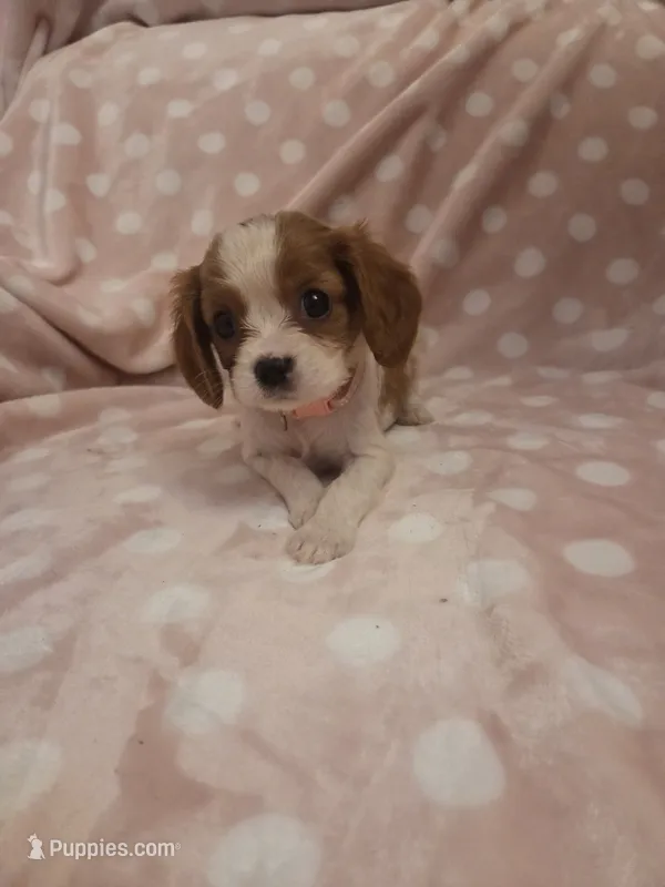 Coconut  – Cavalier King Charles Spaniel puppy for sale in Syracuse, NY