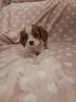Coconut , a female Cavalier King Charles Spaniel for sale in Syracuse, NY – 1 of 2