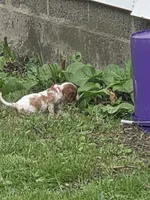 Coconut , a female Cavalier King Charles Spaniel for sale in Syracuse, NY – 2 of 2
