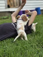 Dragon fruit, a female Cavalier King Charles Spaniel for sale in Syracuse, NY – 4 of 4