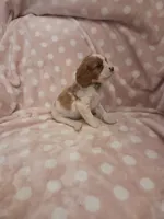 Green Bean, a male Cavalier King Charles Spaniel for sale in Syracuse, NY – 2 of 4