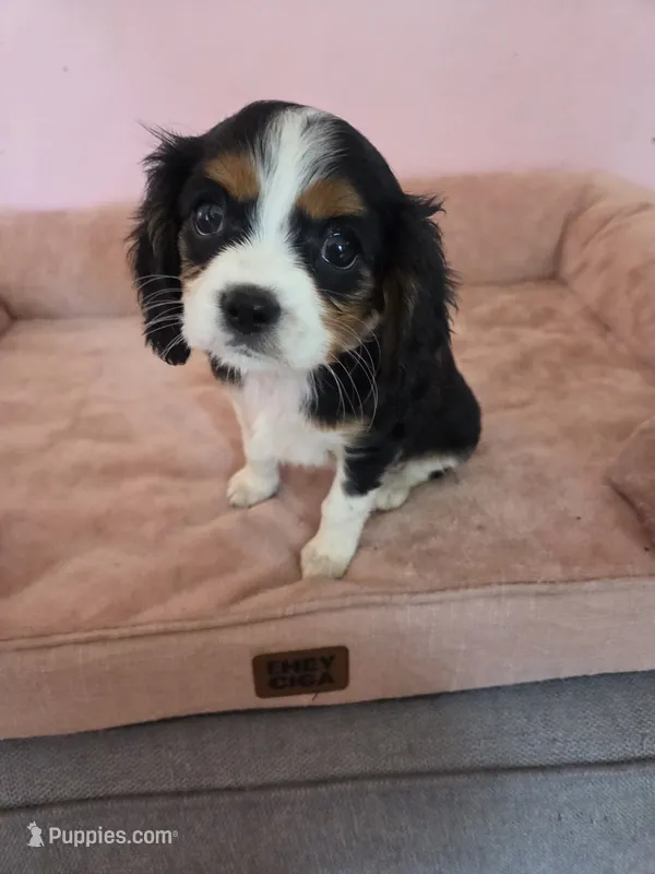 Blackberry – Cavalier King Charles Spaniel puppy for sale in Syracuse, NY