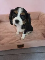 Blackberry, a female Cavalier King Charles Spaniel for sale in Syracuse, NY – 1 of 3