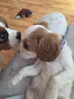 Dragon fruit, a female Cavalier King Charles Spaniel for sale in Syracuse, NY – 3 of 4