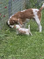 Green Bean, a male Cavalier King Charles Spaniel for sale in Syracuse, NY – 3 of 4