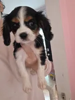 Blackberry, a female Cavalier King Charles Spaniel for sale in Syracuse, NY – 3 of 3