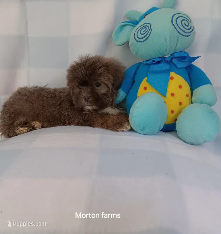 Mikey  – Shih Tzu puppy for sale in Cochecton, NY
