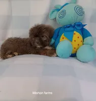 Mikey , a male Shih Tzu for sale in Cochecton, NY – 1 of 3