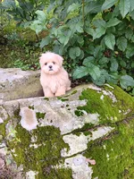 Sassy, a female Shih Tzu for sale in Cochecton, NY – 6 of 7