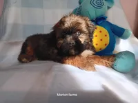 Leo, a male Shih Tzu for sale in Cochecton, NY – 3 of 6