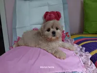 Sassy, a female Shih Tzu for sale in Cochecton, NY – 4 of 4