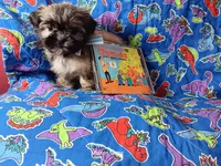 Cream, a male Shih Tzu for sale in Cochecton, NY – 3 of 4